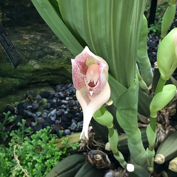 Meet your Posher, Arianna - Picture 1 of 1